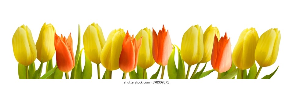 yellow and red tulips isolated