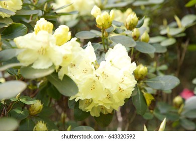 Yellow Rhododendron