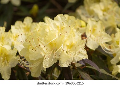 Yellow Rhododendron Flowers In A Garden