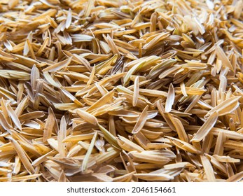 Yellow Rice Chaff, Rice Husk, Rice Hull Background Texture