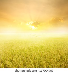 Yellow Rice Field And Sunset  For Background