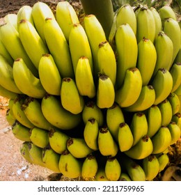 Yellow Ripe Banana Bananas Fruits On Tree