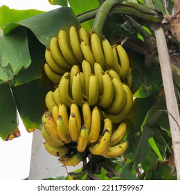 Yellow Ripe Banana Bananas Fruits On Tree