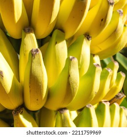 Yellow Ripe Banana Bananas Fruits On Tree