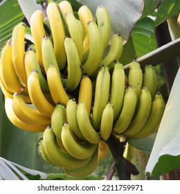 Yellow Ripe Banana Bananas Fruits On Tree