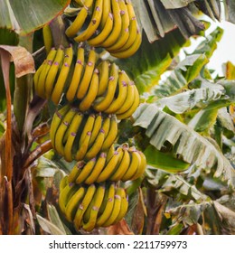 Yellow Ripe Banana Bananas Fruits On Tree