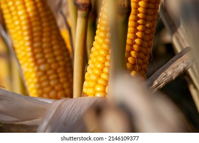 yellow ripe corn fruits in summer, corn cobs in mold and mushroom