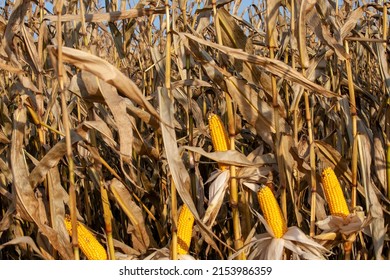 1,667 Corn mold Images, Stock Photos & Vectors | Shutterstock