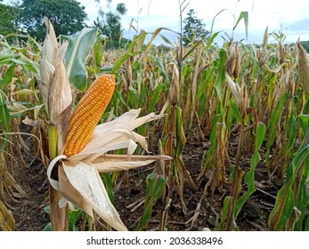 Yellow ripe corn with the kernels still attached to the cob on the stalk in organic corn field. the corn is peeled and dried on the tree before harvesting.