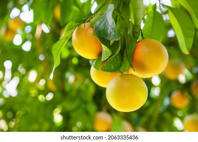 Yellow ripe grapefruit on a tree branch in the orchard. - Shutterstock ID 2063335436