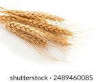 Yellow ripe wheat spikelets on a white background