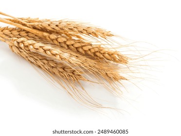 Yellow ripe wheat spikelets on a white background - Powered by Shutterstock