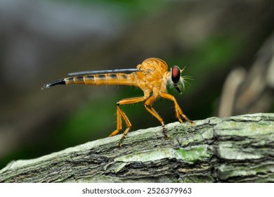 The yellow robberfly insect, aka gold robberfly, is perched on a tree branch - Powered by Shutterstock