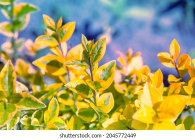 Yellow Rocket Barberry Shrub Bush In The Field