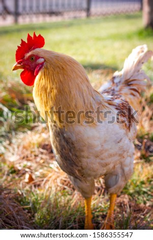 Similar – Chicken on meadow. Animal