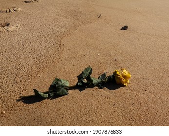 Yellow Rose After Burial At Sea