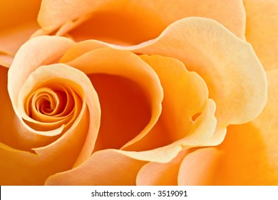 yellow rose background-combination of the perfect form and soft illumination