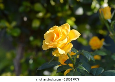 Yellow rose and it's beauty - Shutterstock ID 610519979
