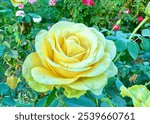 Yellow Rose in bloom at the McKinley Park Rose Garden in Sacramento, CA