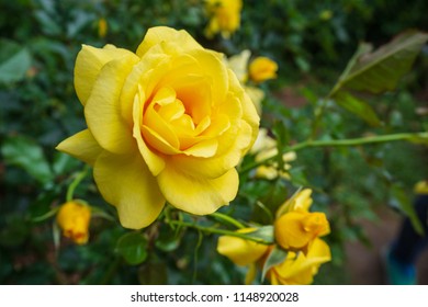 yellow rose is blooming in garden - Shutterstock ID 1148920028