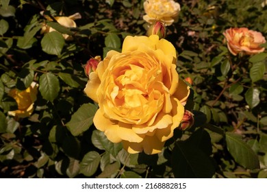 Yellow rose blooming in the garden. Closeup view of Rosa Pat Austin green leaves and yellow flower, blooming in the park in spring.