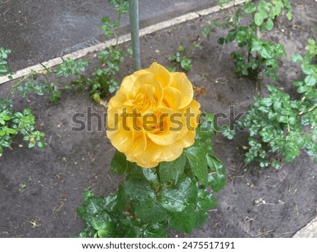 Similar – Image, Stock Photo Rose blossom after the big rain