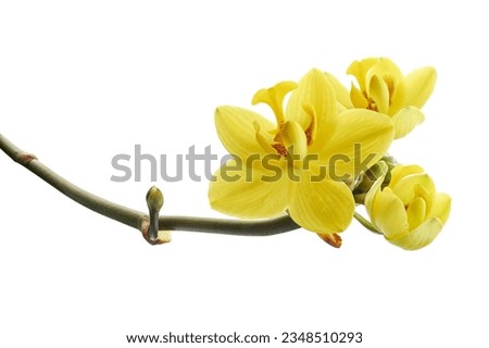 Yellow rose blossoms with leaves, Garden rose isolated on white background, with clipping path                                   