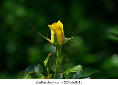 A yellow rose bud in the morning light. Moscow region. Russia - Shutterstock ID 2240660515