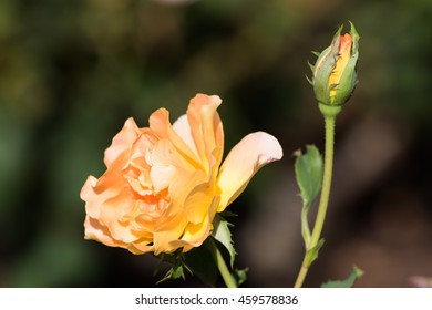 A Yellow Rose And Rose Bud, Winter Park, Orlando, Florida