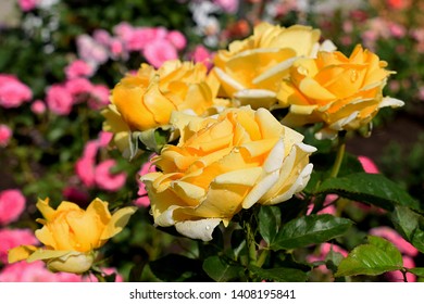Yellow rose and buds 