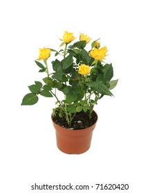 Yellow Rose Bush In Pot Isolated On White