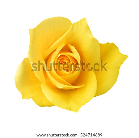 yellow rose button for your designs
