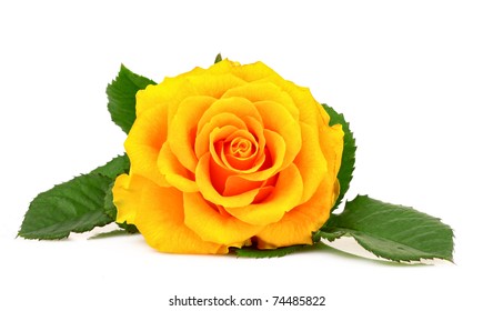 Yellow Rose Closeup Isolated On White