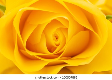 Yellow rose close-up shot, abstract floral background - Powered by Shutterstock