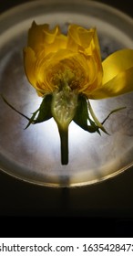 Yellow Rose Dissection For Horticulture Class