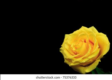 yellow  rose with drops of water on black background