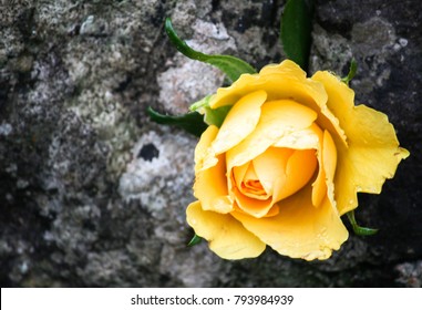 Yellow Rose - Dry Stone Wall, Peak District