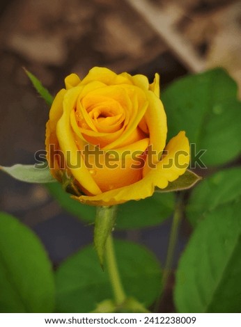 A Yellow Rose Flower With Blur Background