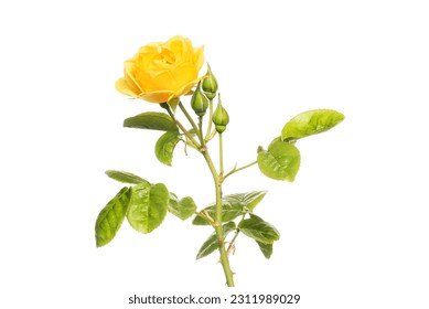 Yellow rose flower, buds and foliage isolated against white