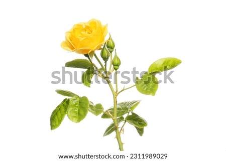 Yellow rose flower, buds and foliage isolated against white