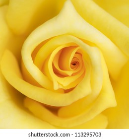 Yellow Rose Flower As Close Up