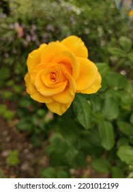 Yellow Rose Flower. Flowers In The Flower Bed