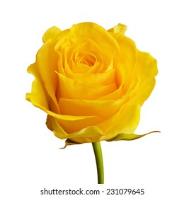 Yellow Rose Flower Isolated On White