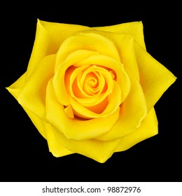 Yellow Rose Flower Isolated on Black Background