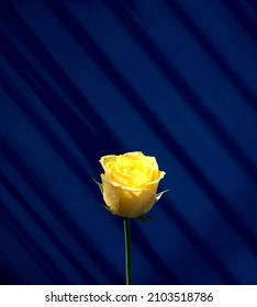 Yellow rose flower with natural light against drop window shadow on dark blue wall abstract texture background with free space. Minimal, fine art, contemporary style with organic photography.