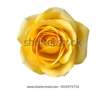 Yellow rose flower top view isolated on white background, clipping path included
