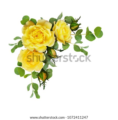 Yellow rose flowers with eucalyptus leaves in a corner arrangement isolated on white background. Flat lay, top view.