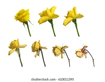 A yellow rose - from freshly picked to wilted in seven consecutive steps, isolated on a white background.
