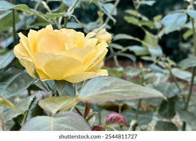 A yellow rose in full bloom, surrounded by green leaves and stems. The blurred background highlights the flower, making its vibrant color and detailed petals stand out beautifully. - Powered by Shutterstock