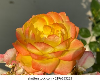 A yellow rose in the garden floral background - Shutterstock ID 2196553285